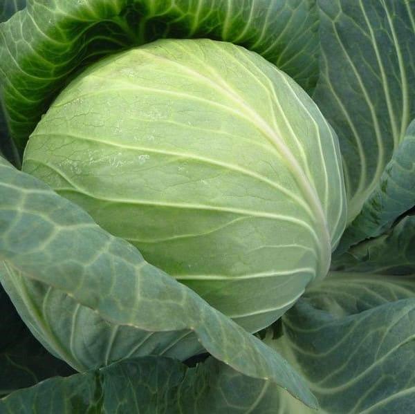 cabbage