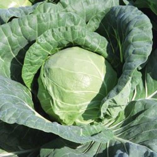 cabbage