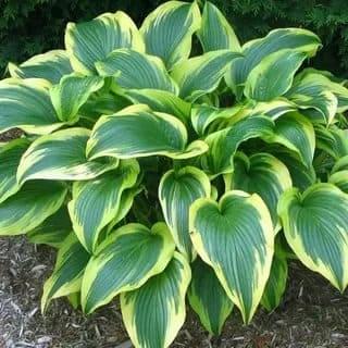 hosta