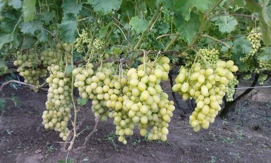 grapes