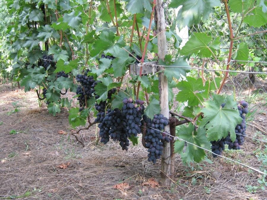 grapes