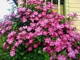 clematis