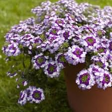 verbena