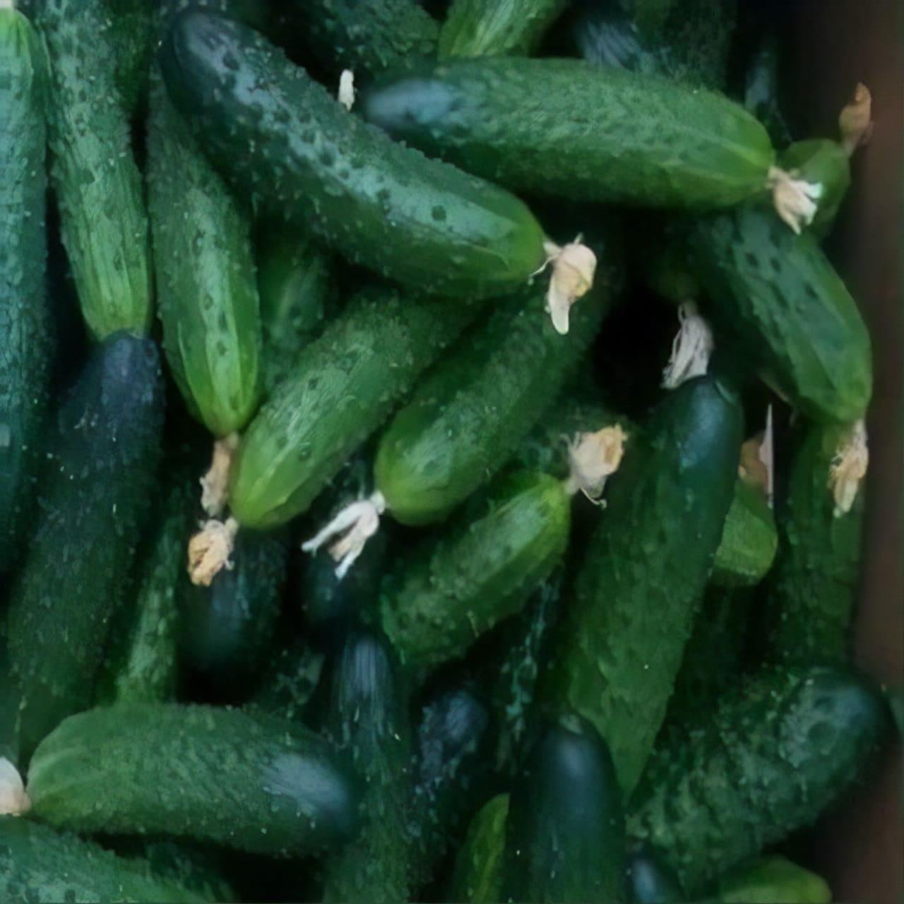 cucumber