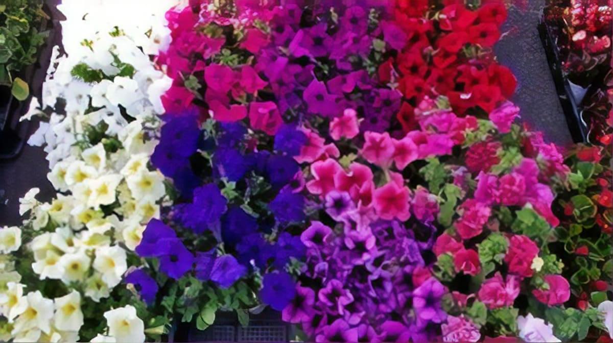 petunias