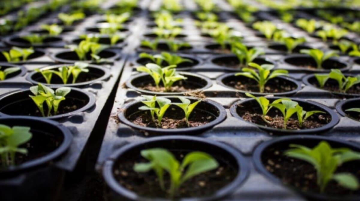 vegetable seedlings