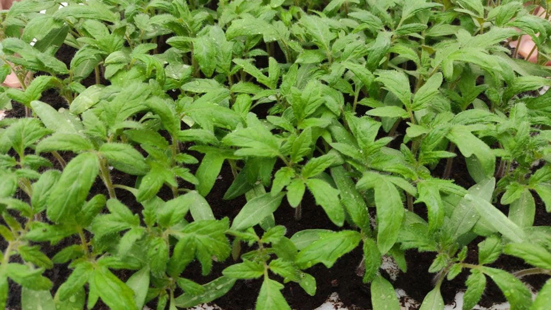 vegetable seedlings