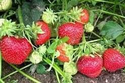 strawberries