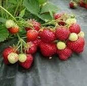 strawberries